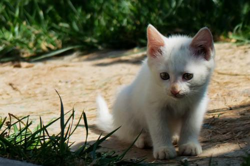 иձͨ ʽշźֱͨ绰