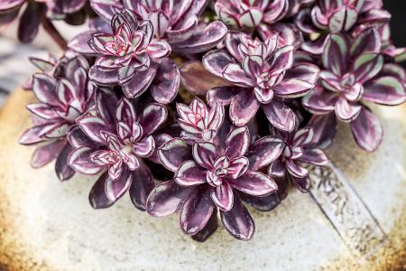 ɽۿൺִŶ:йǻ۸ۿػ