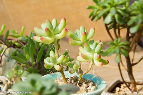 ίʮߴȫٿ桰ʮ塱׶չͼ